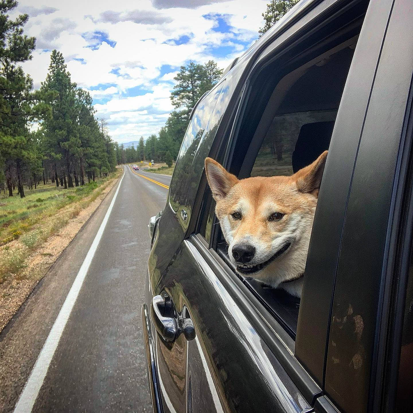 Duke is registered to the contest to win money with this photo: automotive_design, automotive_exterior, automotive_lighting, automotive_mirror, automotive_tire, car, carnivore, cloud, dog, dog_breed, hood, motor_vehicle, plant, road_surface, sky, tree, vehicle, vehicle_door, window, windscreen_wiper