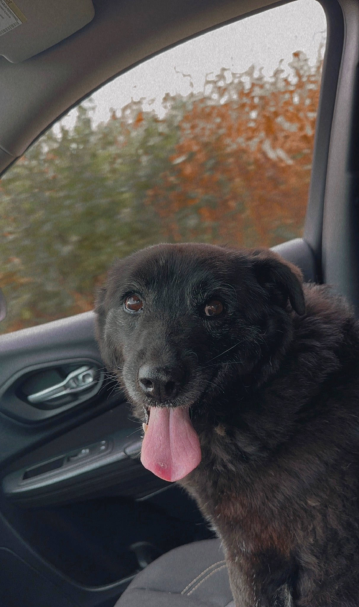 Leroy is registered to the contest to win money with this photo: automotive_exterior, automotive_lighting, automotive_mirror, car, carnivore, companion_dog, dog, dog_breed, fawn, hood, motor_vehicle, personal_luxury_car, rear_view_mirror, snout, steering_wheel, tints_and_shades, vehicle, vehicle_door, whiskers, window