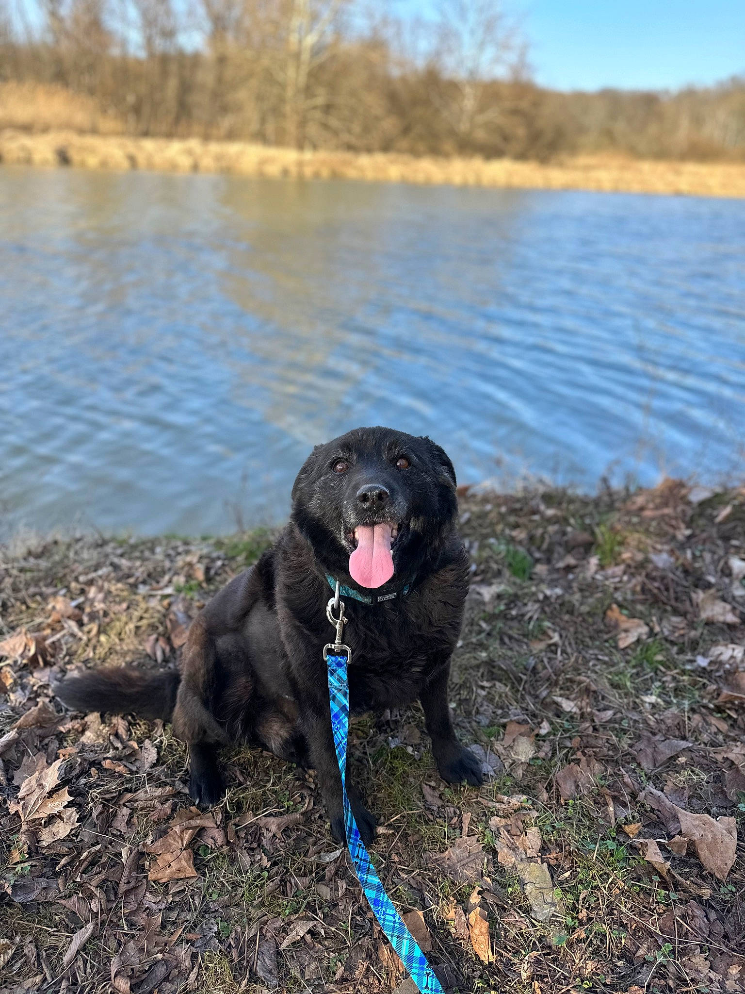 Leroy is registered to the contest to win money with this photo: bank, borador, canidae, carnivore, collar, dog, dog_breed, dog_collar, gun_dog, lacustrine_plain, lake, plant, retriever, sky, soil, sporting_group, tail, tree, water, working_animal