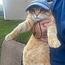 cat, orange_cat, pet, animal, blue_hat, cap, whiskers, paws, fur, tabby, portrait, close_up, being_held, human, outdoors, lawn, house, window, funny, cute