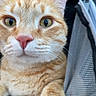 cat, orange_tabby, close_up, feline, pet, animal, whiskers, green_eyes, pink_nose, striped_fur, fur, ears, face, portrait, sitting, car_interior, seat, seatbelt, indoor, alert