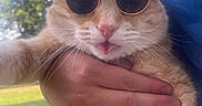 Berri is registered to the contest to win money with this photo: cat, orange_cat, sunglasses, blep, whiskers, pet, animal, close_up, portrait, being_held, outdoor, sunlight, trees, blue_sky, grass, fur, funny, fashionable, round_glasses, human_hand