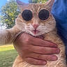 cat, orange_cat, sunglasses, blep, whiskers, pet, animal, close_up, portrait, being_held, outdoor, sunlight, trees, blue_sky, grass, fur, funny, fashionable, round_glasses, human_hand
