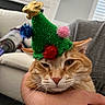 cat, orange_cat, pet, feline, party_hat, costume, pom_poms, green, red, blue, pink, gold, whiskers, close_up, portrait, indoor, couch, hand, held, funny