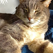 Marcus a rejoint le concours — aidez-le/la à gagner de superbes lots ! cat, tabby, gray, fur, whiskers, sunlight, shadow, leaf_pattern, blanket, blue, relaxed, pet, indoor, closeup, animal, sleepy, cozy, home, cute, feline