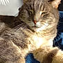 cat, tabby, gray, fur, whiskers, sunlight, shadow, leaf_pattern, blanket, blue, relaxed, pet, indoor, closeup, animal, sleepy, cozy, home, cute, feline