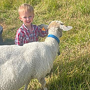 Valentin participe au concours pour gagner de l'argent avec cette photo : child, sheep, grass, field, animal, outdoor, happy, smile, plaid_shirt, young, petting, nature, summer, sunlight, farm, livestock, wool, collar, tag, person