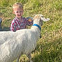 child, sheep, grass, field, animal, outdoor, happy, smile, plaid_shirt, young, petting, nature, summer, sunlight, farm, livestock, wool, collar, tag, person