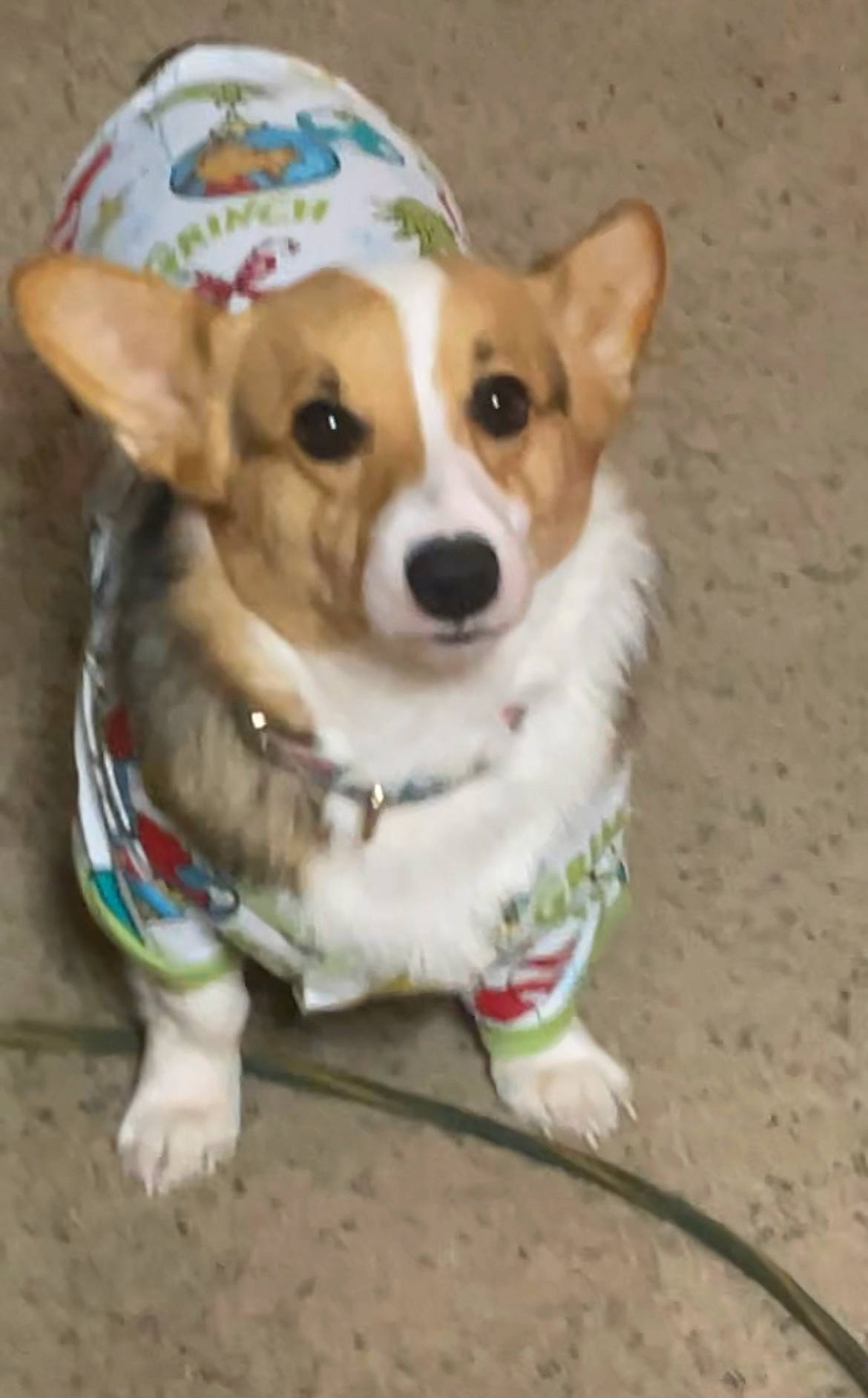 Sadie joined the competition — help win amazing prizes! canidae, carnivore, collar, companion_dog, dog, dog_breed, dog_clothes, dog_collar, dog_supply, fashion_accessory, fawn, fur, leash, non_sporting_group, pet_supply, puppy, sporting_group, toy_dog, whiskers, working_animal