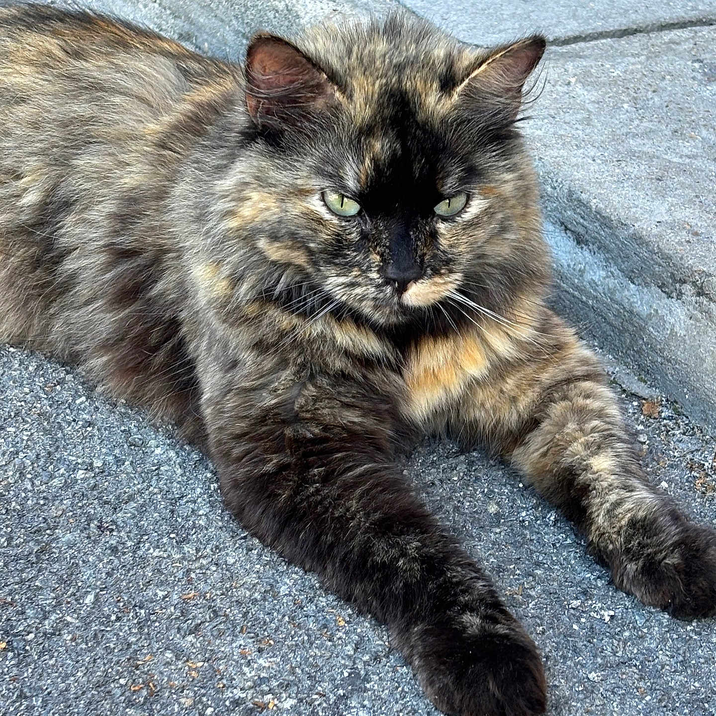 Perle a rejoint le concours — aidez-le/la à gagner de superbes lots ! abyssinian, accessories, angora, animal, brasssection, cat, city, horn, kitten, manx, musicalinstrument, path, pet, road, rock, siamese, slate, strap, tarmac, urban