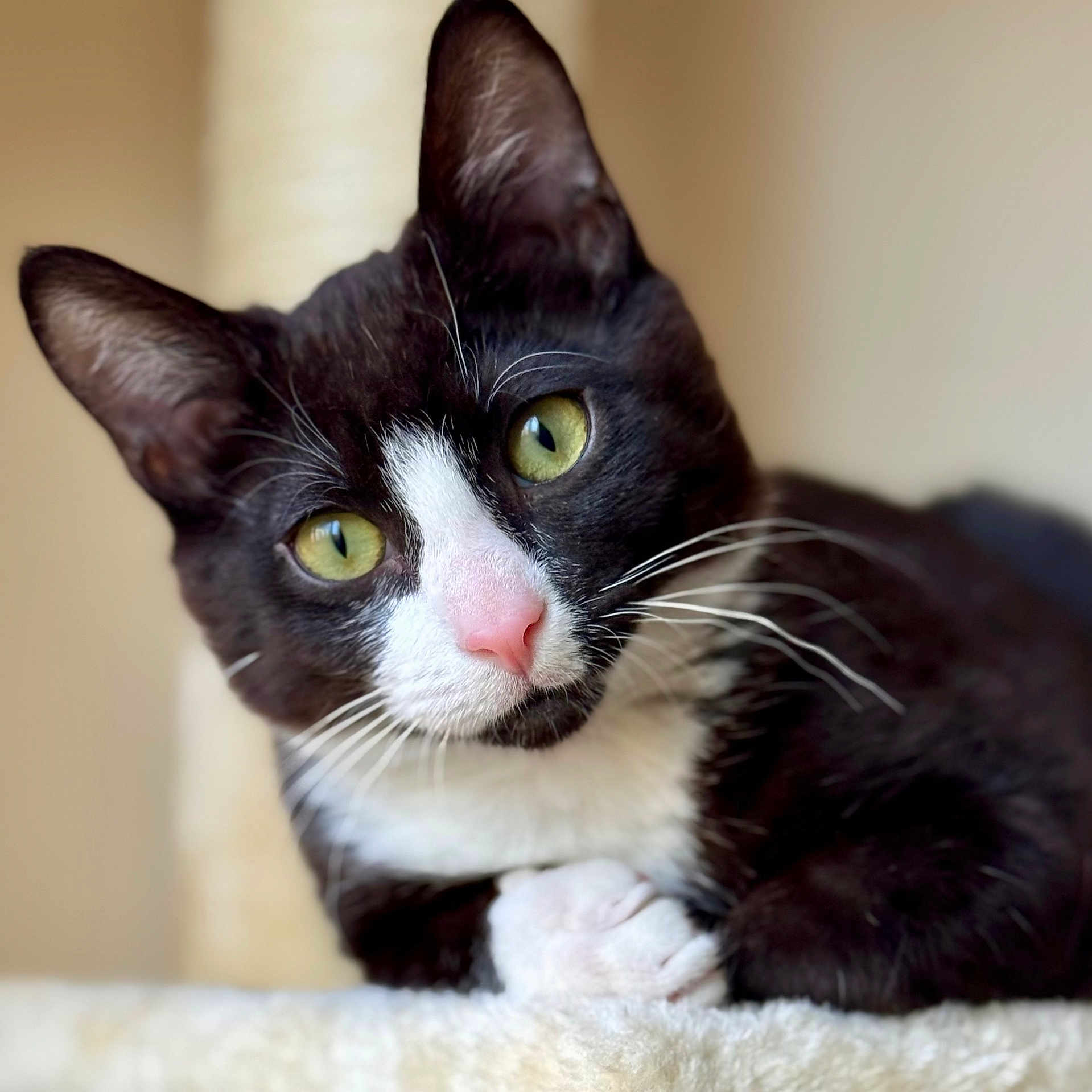 Boboh joined the competition — help win amazing prizes! animal, black_and_white, cat, close_up, curious, cute, domestic_cat, ears, face, feline, fur, green_eyes, indoor, looking, pet, pink_nose, portrait, resting, soft_surface, whiskers