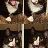 animal, black_and_white, cat, close_up, collage, cozy, curious, cute, expression, feline, fur, indoor, mammal, paw, pet, portrait, relaxed, tuxedo_cat, whiskers, yawning