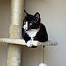animal, black_and_white, cat, cat_tree, closeup, dangling, feline, focused, fur, green_eyes, indoor, leaf, pet, plant, platform, portrait, relaxed, toy, tuxedo_cat, whiskers