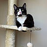 animal, cat, cat_tree, closeup, curious, dangle, domestic_cat, feline, fur, green_eyes, houseplant, indoor, leaf, perch, pet, plant, relaxed, toy, tuxedo_cat, whiskers