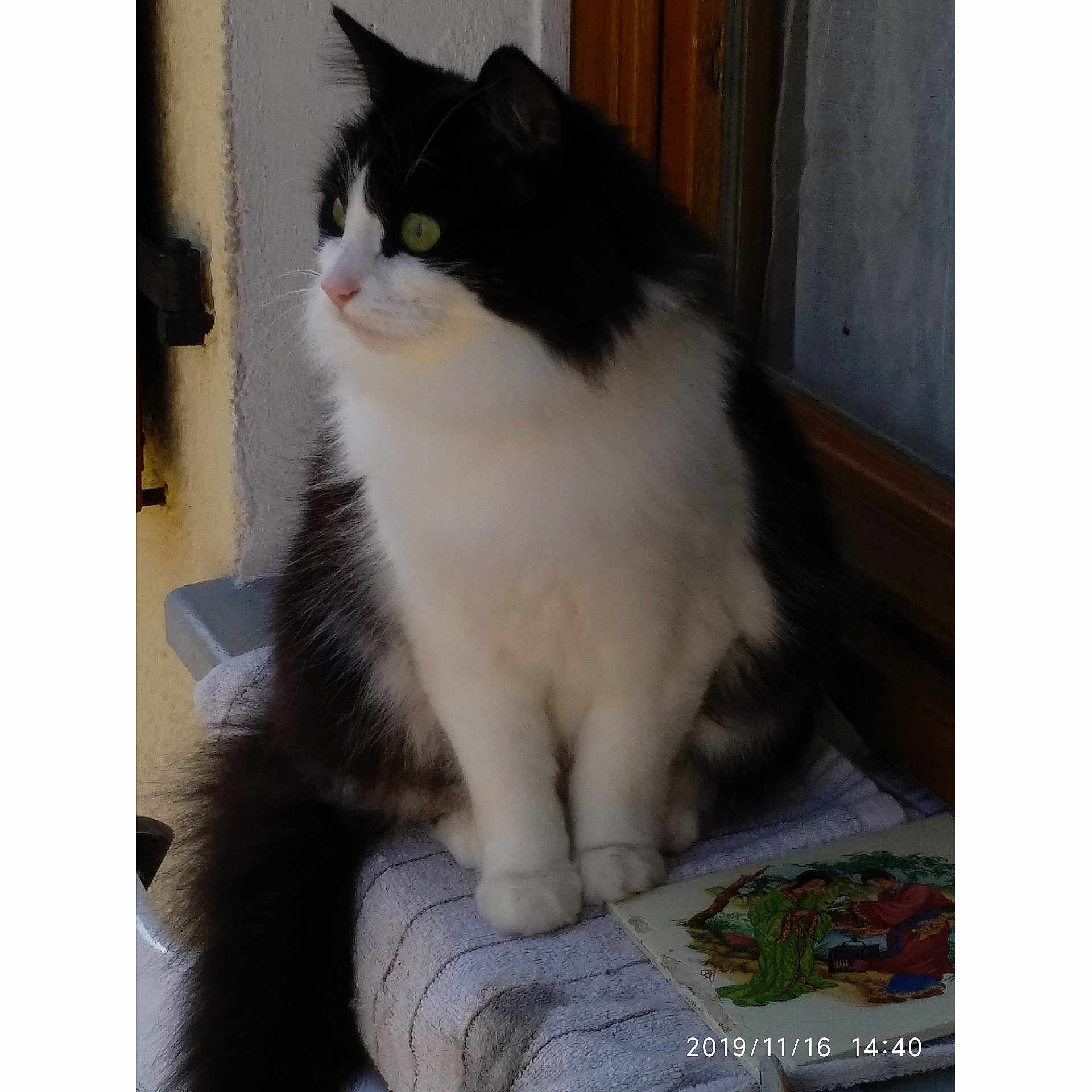 Ninja a rejoint le concours — aidez-le/la à gagner de superbes lots ! cat, black_and_white, fluffy, sitting, window, striped_cloth, indoors, feline, pet, animal, curious, green_eyes, paw, tail, fur, resting, portrait, side_view, household, quiet
