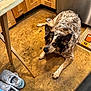 black_nose, brown_fur, cabinet, carpet, collar, curious, dog, domestic_animal, ears, floor, footwear, home, indoor, kitchen, looking_up, paw, pet, sneakers, white_fur, wooden_floor