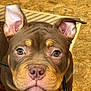 Nala is registered to the contest to win money with this photo: animal, brown_dog, canine, close_up, cute, dog, ears, expression, face, floor, fur, indoor, leash, looking_at_camera, nose, pet, portrait, puppy, whiskers, young_dog