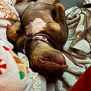Nala is registered to the contest to win money with this photo: animal, blanket, brown_fur, collar, comfort, comforting, cozy, cute, cute_pet, dog, fur, home, indoor, nap, pet, relaxed, resting, sleeping, soft_texture, warm