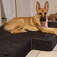 Kane is registered to the contest to win money with this photo: dog, tan_dog, large_ears, dog_bed, black_cushion, plush_toy, indoor, floor_tiles, curtains, door, pet, animal, relaxed, lying_down, looking_at_camera, cozy, home, living_space, domestic, companion