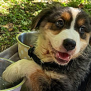 Zhenah participe au concours pour gagner de l'argent avec cette photo : puppy, dog, water_bowl, paw, blanket, outdoor, grass, toy, giraffe, happy, playful, fur, black_harness, young, pet, nature, sunlight, closeup, animal, canine