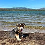 Zhenah a rejoint le concours — aidez-le/la à gagner de superbes lots ! puppy, dog, beach, water, sky, clouds, mountains, nature, outdoor, sand, rocks, seaweed, tongue, happy, sitting, sunny, landscape, wind_turbines, coast, summer