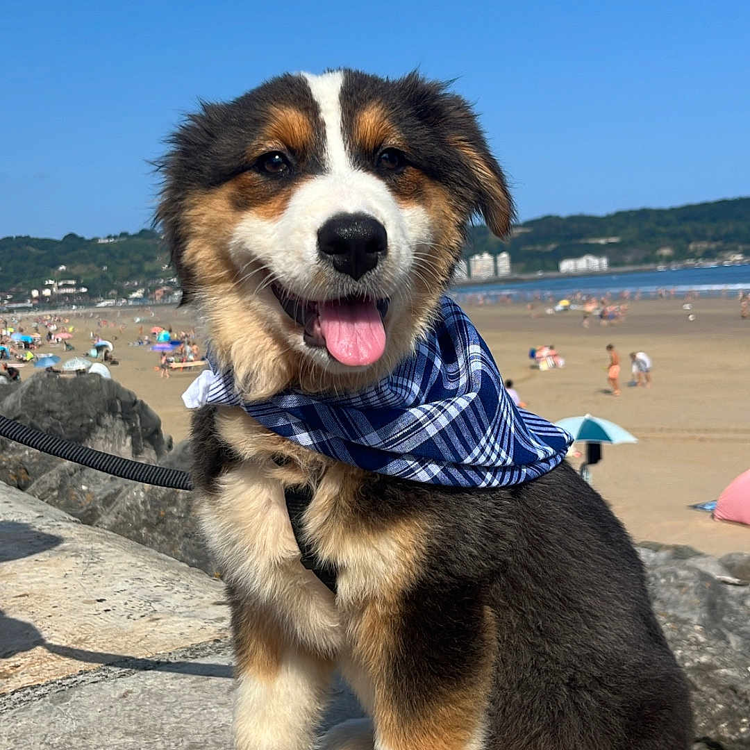 Zhenah a rejoint le concours — aidez-le/la à gagner de superbes lots ! bandana, beach, black_fur, blue_sky, brown_fur, canine, dog, fur, happy, leash, nature, outdoor, pet, playful, puppy, stone_ledge, summer, sunny, tongue_out, white_fur