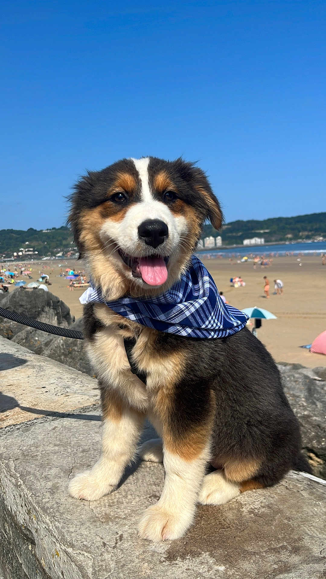 Zhenah a rejoint le concours — aidez-le/la à gagner de superbes lots ! puppy, dog, bandana, blue_sky, beach, stone_ledge, summer, outdoor, happy, tongue_out, fur, black_fur, brown_fur, white_fur, leash, sunny, nature, playful, pet, canine