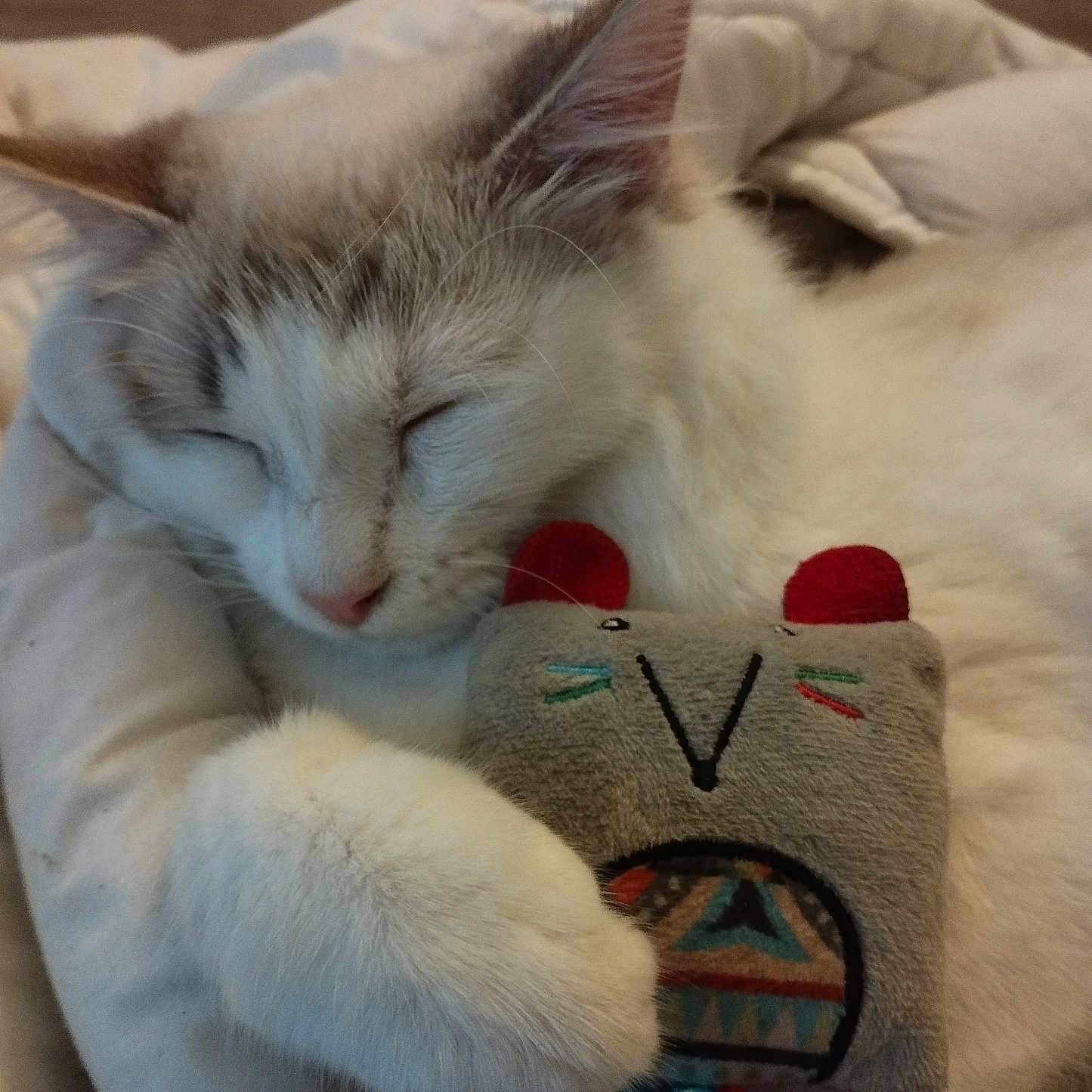 Milo a rejoint le concours — aidez-le/la à gagner de superbes lots ! abyssinian, angora, animal, applique, bed, blanket, cat, couch, cushion, furniture, homedecor, kitten, linen, manx, person, pet, plush, siamese, sleeping, toy