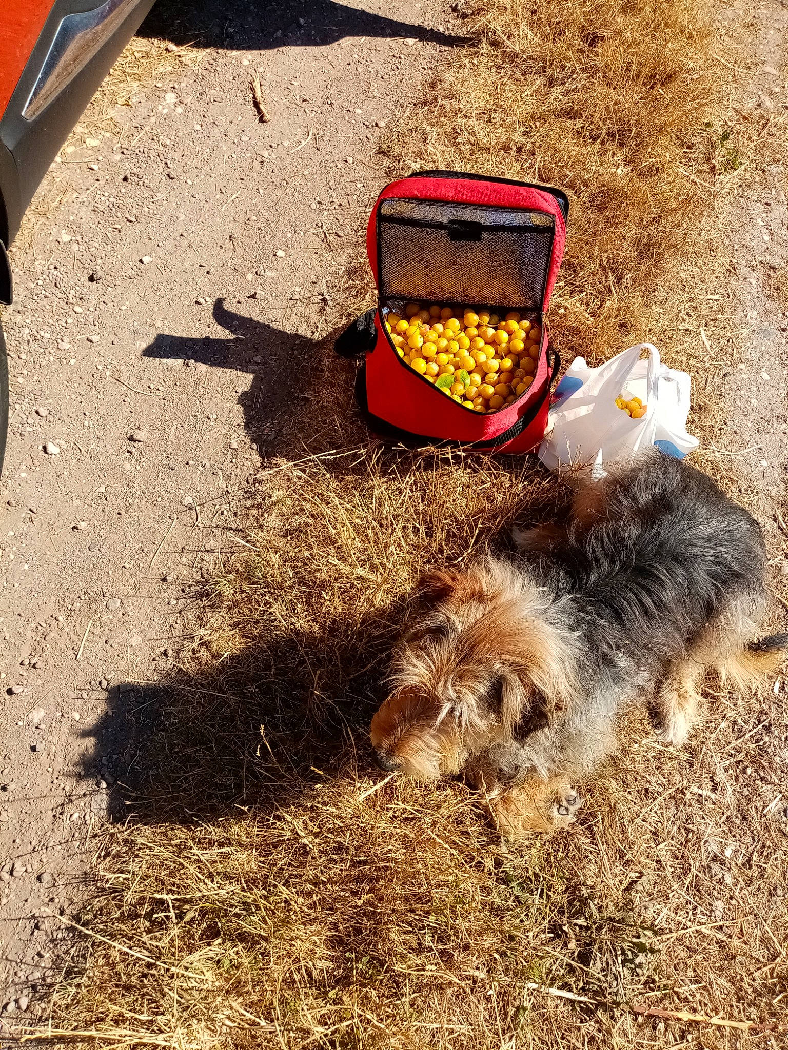 Hippie a rejoint le concours — aidez-le/la à gagner de superbes lots ! asphalt, canidae, carnivore, dog, dog_breed, fashion_accessory, felidae, fur, grass, heat, landscape, road_surface, rock, sand, shadow, sidewalk, soil, sporting_group, tail, waste