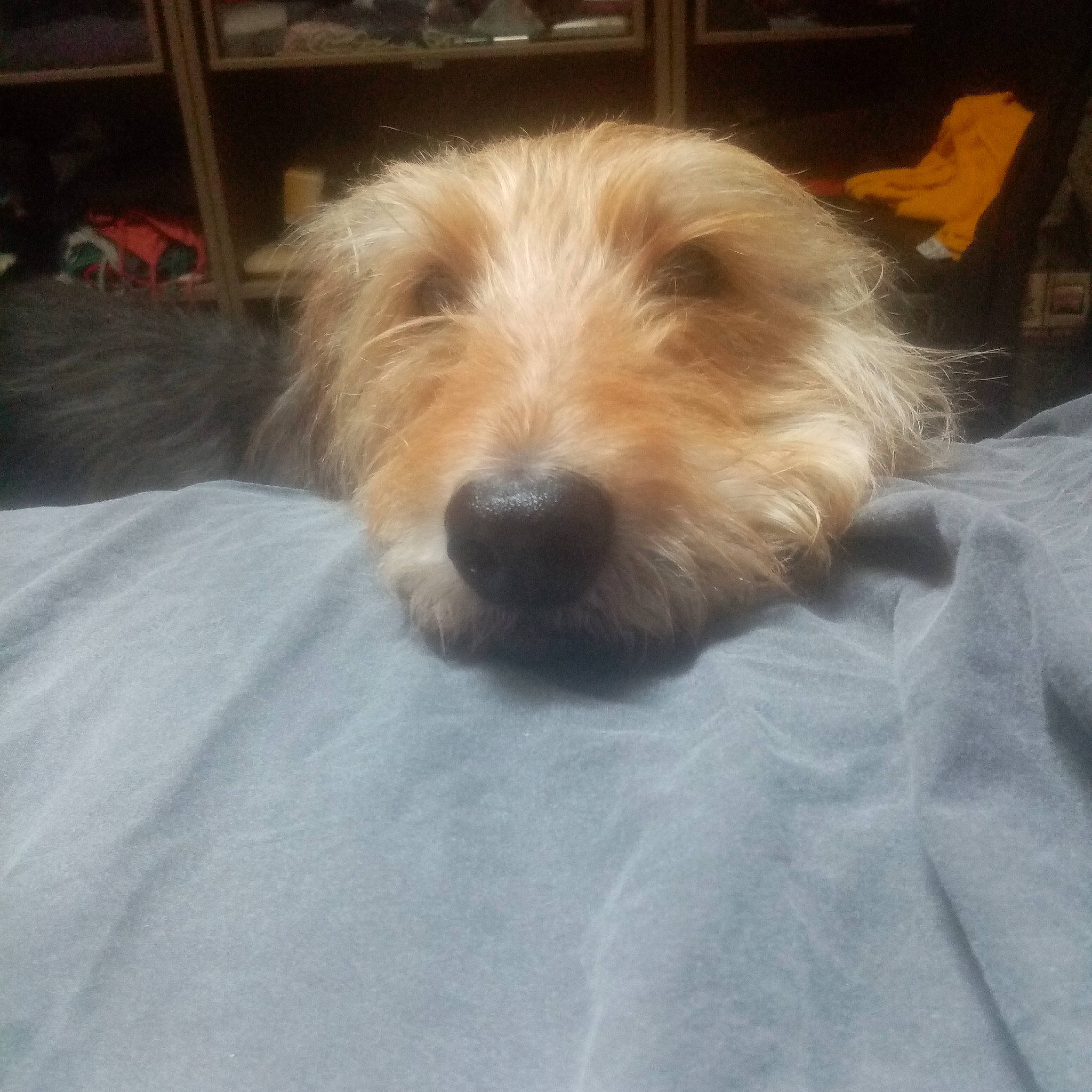 Hippie a rejoint le concours — aidez-le/la à gagner de superbes lots ! canidae, carnivore, chair, cloud, comfort, companion_dog, dog, dog_breed, fawn, fur, liver, maltepoo, puppy_love, small_terrier, snout, terrestrial_animal, terrier, toy_dog, whiskers, working_animal