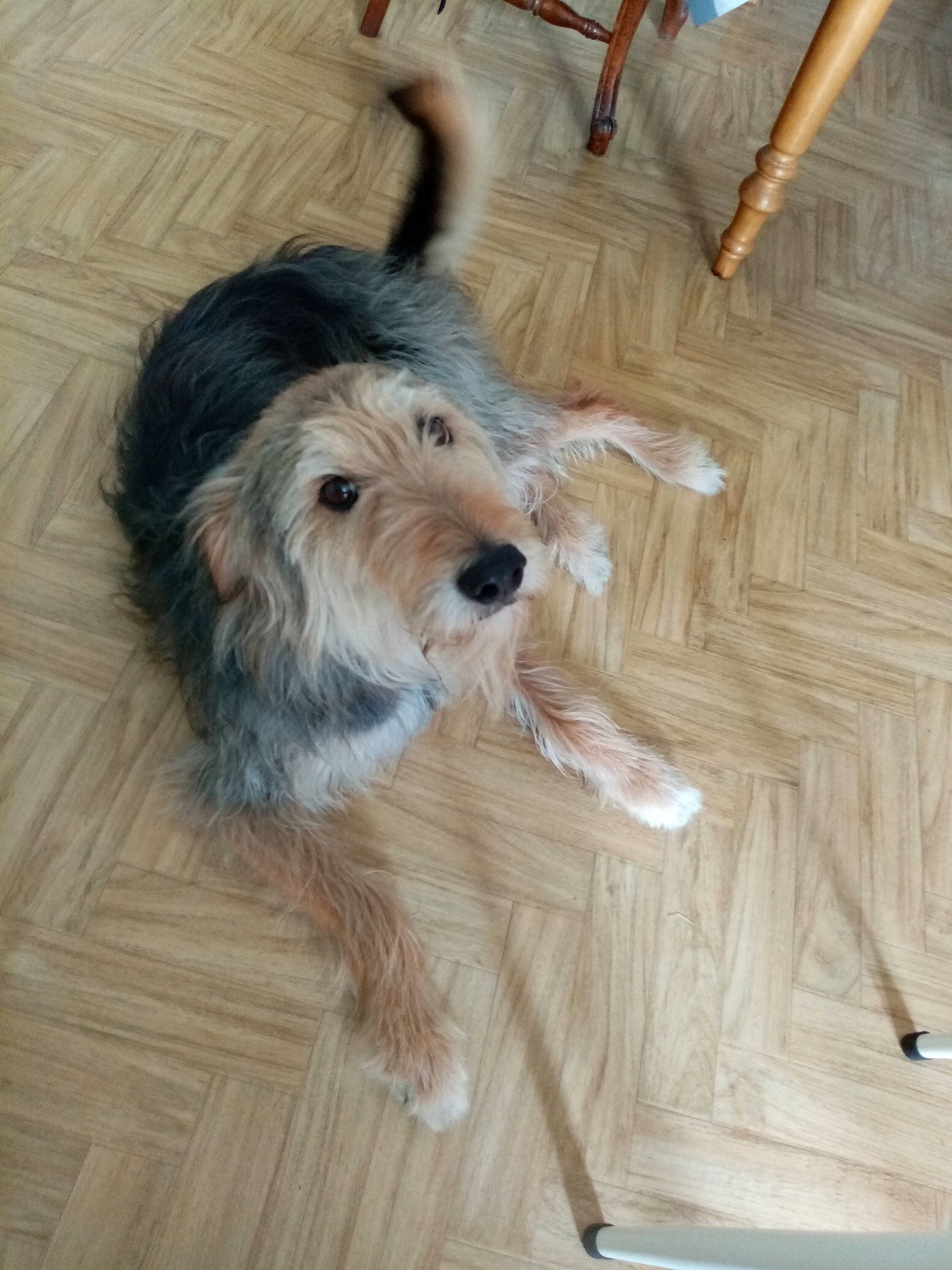 Hippie a rejoint le concours — aidez-le/la à gagner de superbes lots ! canidae, carnivore, companion_dog, dog, dog_breed, fawn, floor, flooring, fur, hardwood, laminate_flooring, small_terrier, snout, sporting_group, terrier, toy_dog, wood, wood_flooring, wood_stain, working_animal