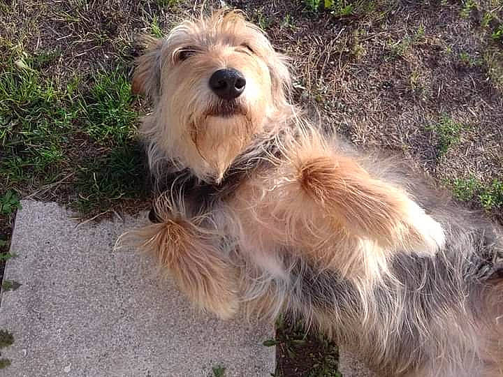 Hippie participe au concours pour gagner de l'argent avec cette photo : biewer_terrier, briquet_griffon_vendeen, canidae, carnivore, companion_dog, dog, dog_breed, grass, liver, sapsali, small_terrier, snout, soil, sporting_group, tail, terrier, toy_dog, water_dog, working_animal