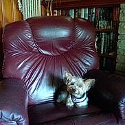 Sheila Ann joined the competition — help win amazing prizes! armchair, armrest, books, bookshelf, cozy, decor, dog, figurine, fireplace, framed_photo, fur, harness, indoor, leather_chair, living_room, pet, seat, small_dog, wood_paneling, yorkshire_terrier