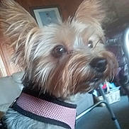 Sheila is registered to the contest to win money with this photo: accessories, affenpinscher, animal, belt, canine, collar, couch, dog, formalwear, furniture, harness, leash, pet, photoframe, poodle, puppy, strap, terrier, tie, whitedog