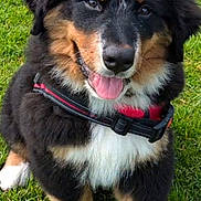 Brody joined the competition — help win amazing prizes! dog, puppy, bernese_mountain_dog, grass, outdoor, happy, tongue_out, black_fur, brown_fur, white_fur, pet, canine, young_dog, sitting, collar, playful, nature, fur, animal, cute