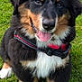 dog, puppy, bernese_mountain_dog, grass, outdoor, happy, tongue_out, black_fur, brown_fur, white_fur, pet, canine, young_dog, sitting, collar, playful, nature, fur, animal, cute