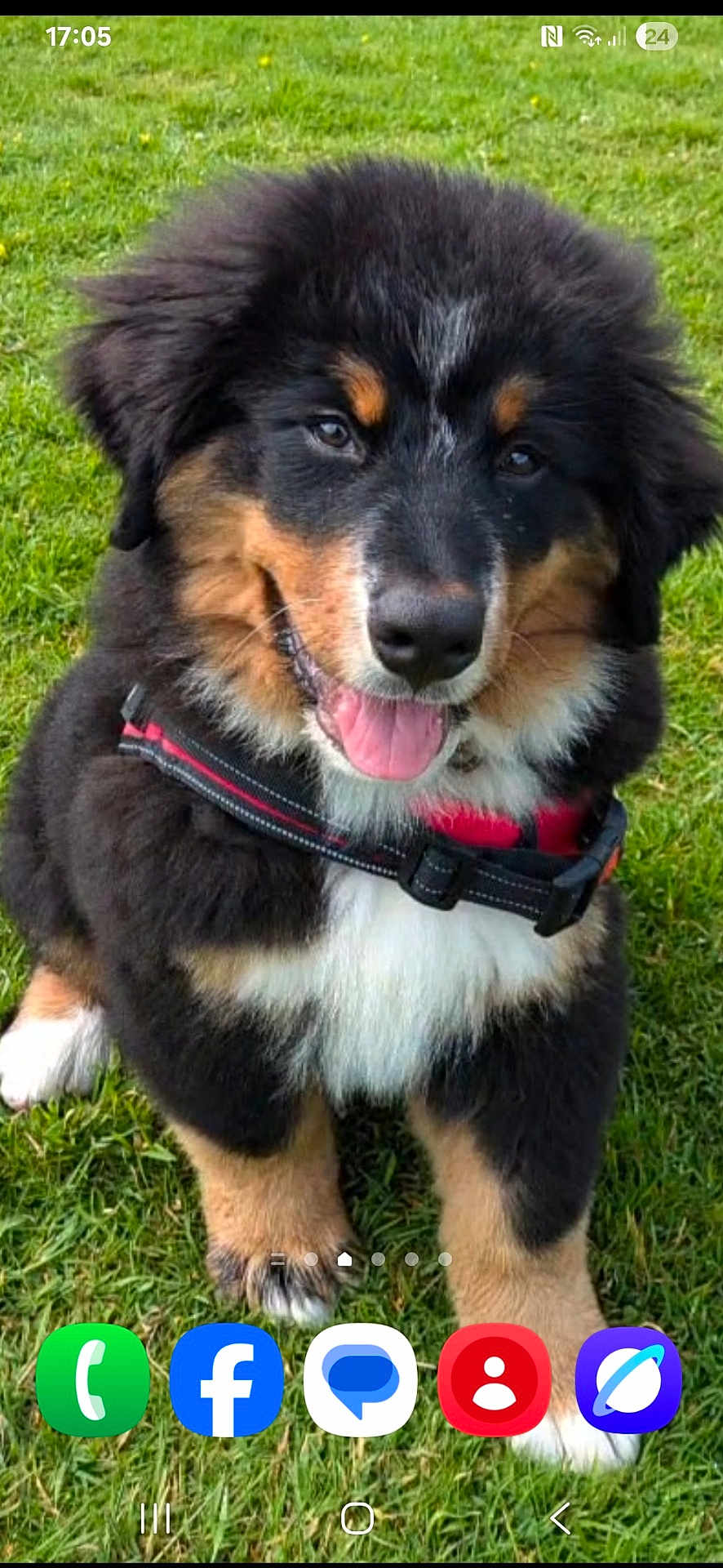 Brody joined the competition — help win amazing prizes! dog, puppy, bernese_mountain_dog, grass, outdoor, happy, tongue_out, black_fur, brown_fur, white_fur, pet, canine, young_dog, sitting, collar, playful, nature, fur, animal, cute