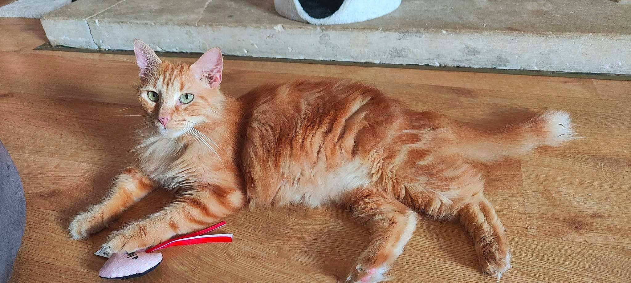 Bob a rejoint le concours — aidez-le/la à gagner de superbes lots ! art, carnivore, cat, claw, domestic_short_haired_cat, fawn, felidae, flooring, fur, hardwood, laminate_flooring, paw, sitting, small_to_medium_sized_cats, tail, varnish, whiskers, window, wood, wood_flooring