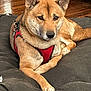 canine, close_up, collar, couch, dog, dog_bed, ears, eyes, face, fur, hardwood_floor, indoor, nose, paws, pet, portrait, red_harness, relaxed, shiba_inu, whiskers