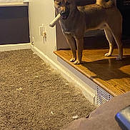 Zuko is registered to the contest to win money with this photo: alert, baseboard, brown_dog, carpet, chew_toy, curled_tail, curtain, dog, fur, furniture_edge, hardwood_floor, indoor, living_room, muzzle, paws, pet, shadow, standing, vent, window