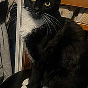 Midnight joined the competition — help win amazing prizes! animal, black_and_white, cat, closeup, cozy, curious, domestic_cat, fur, furniture, household, indoor, paw, pet, portrait, quiet, sitting, tuxedo_cat, whiskers, wooden_chair, yellow_eyes