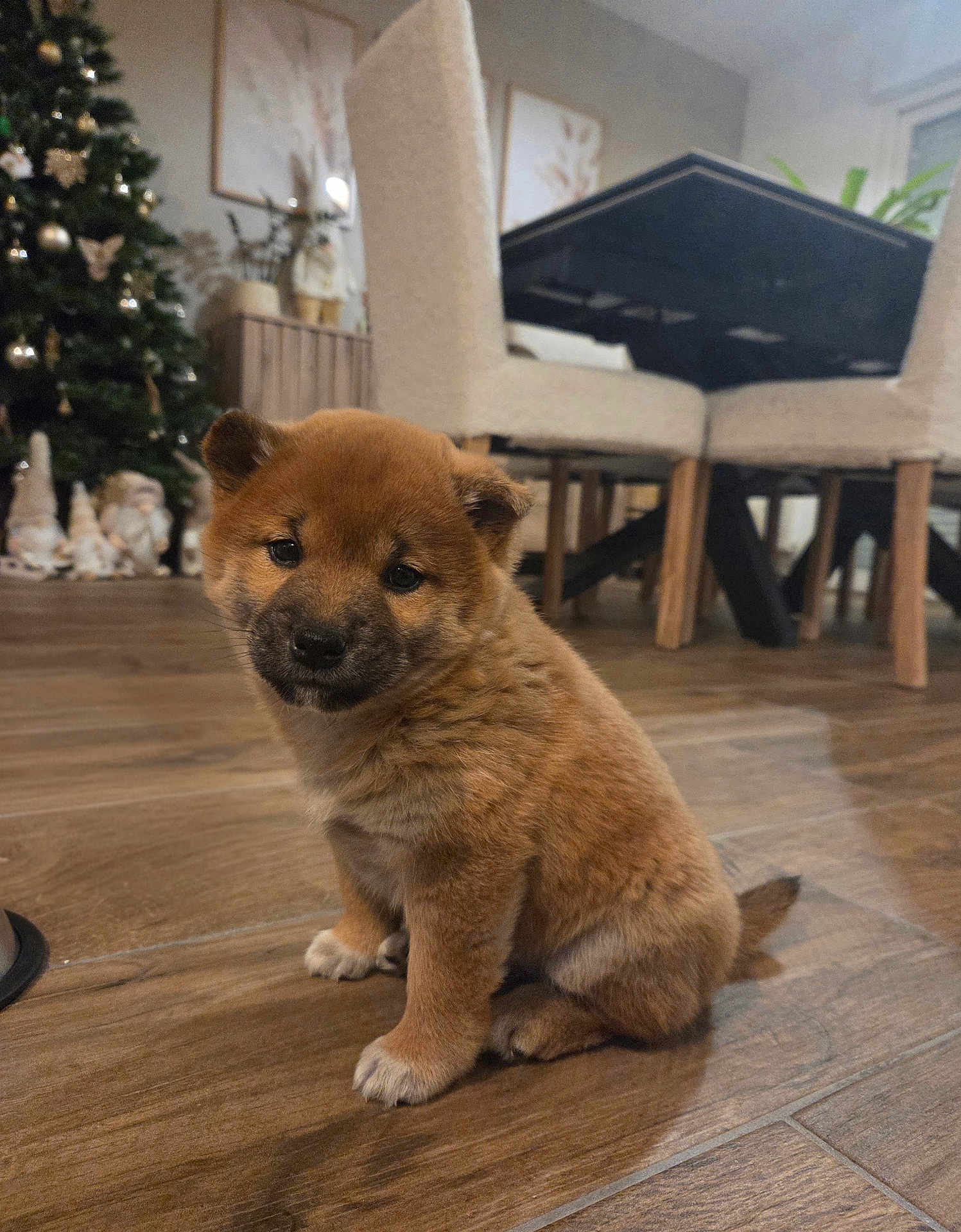 Alba participe au concours pour gagner de l'argent avec cette photo : puppy, dog, indoor, wooden_floor, christmas_tree, decorations, furniture, chair, table, cute, fluffy, pet, young, animal, holiday, home, cozy, brown, small, sitting