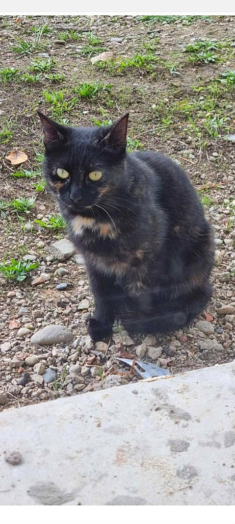 Mimi a rejoint le concours — aidez-le/la à gagner de superbes lots ! asphalt, black_cat, bombay, carnivore, cat, domestic_short_haired_cat, felidae, fur, grass, groundcover, plant, road_surface, sitting, small_to_medium_sized_cats, snout, soil, tail, terrestrial_animal, tree, whiskers