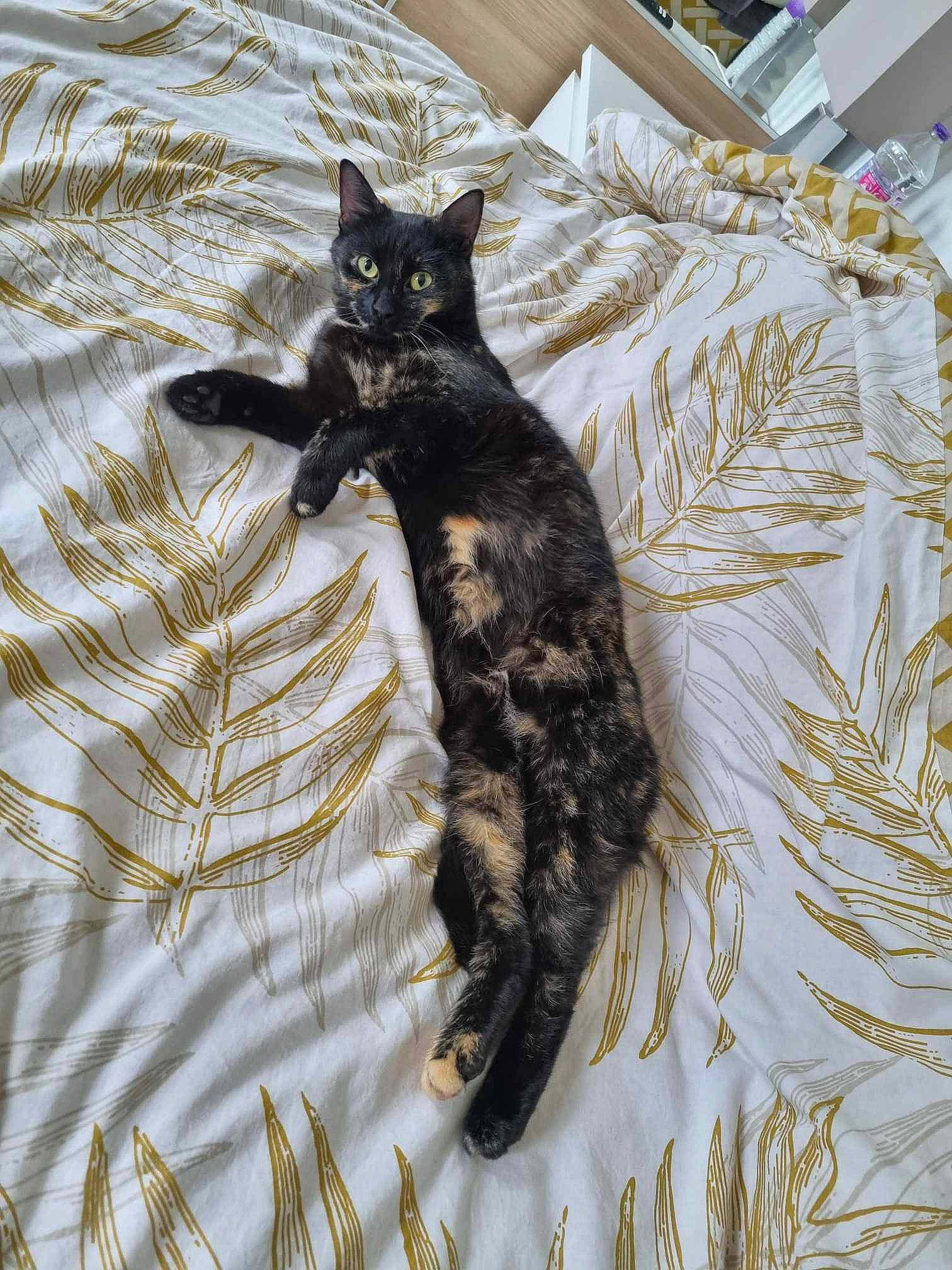 Mimi participe au concours pour gagner de l'argent avec cette photo : art, black_cat, bombay, canidae, carnivore, cat, claw, comfort, dog_breed, domestic_short_haired_cat, felidae, fur, grass, linens, pattern, paw, small_to_medium_sized_cats, tail, terrestrial_animal, whiskers