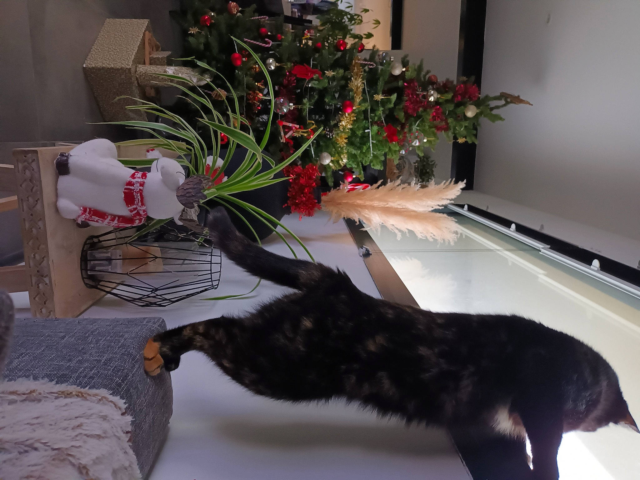 Mimi participe au concours pour gagner de l'argent avec cette photo : carnivore, cat, christmas_ornament, christmas_tree, comfort, dog_breed, event, felidae, flower_arranging, flowerpot, houseplant, interior_design, ornament, plant, small_to_medium_sized_cats, table, tail, tree, twig, whiskers