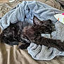 Guizmo participe au concours pour gagner de l'argent avec cette photo : kitten, cat, sleeping, black_fur, paw, blanket, bed, toy, mouse_toy, cozy, indoor, pet, feline, resting, cute, fur, animal, comfort, relaxation, soft