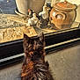 Guizmo participe au concours pour gagner de l'argent avec cette photo : cat, chick, glass_door, sunlight, shadow, pottery, concrete_floor, animal, indoor, outdoor, curious, group, baby_birds, fence, rustic, farmyard, window, reflection, pet, nature