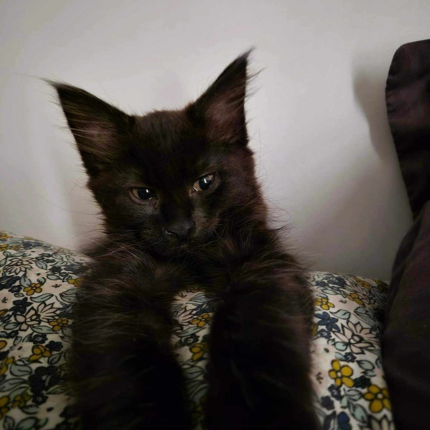 Guizmo participe au concours pour gagner de l'argent avec cette photo : animal, black_cat, close_up, cozy, curious_eyes, cushion, cute, feline, floral_pattern, fur, home, indoor, kitten, paws, pet, relaxed, soft_light, stretching, whiskers, young_cat