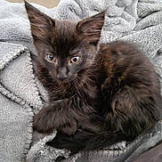 Guizmo participe au concours pour gagner de l'argent avec cette photo : kitten, cat, black_cat, pet, animal, fur, blanket, soft, cozy, cute, sleeping, resting, indoor, young, small, whiskers, ears, tail, domestic_cat, feline