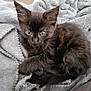 kitten, cat, black_cat, pet, animal, fur, blanket, soft, cozy, cute, sleeping, resting, indoor, young, small, whiskers, ears, tail, domestic_cat, feline